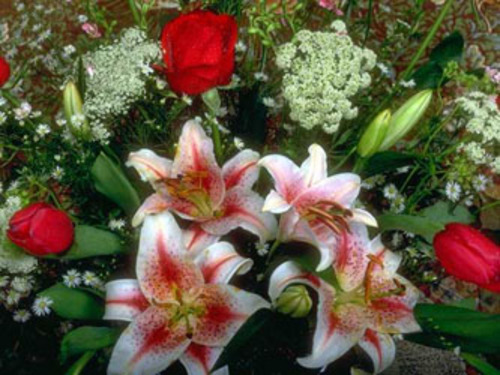 Product picture Gardening Sub-Topic: Flowers, Plants & More...